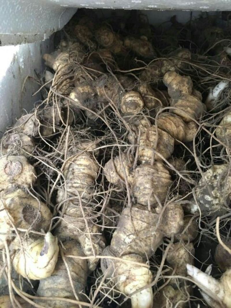 黄精中大货多花九华黄精