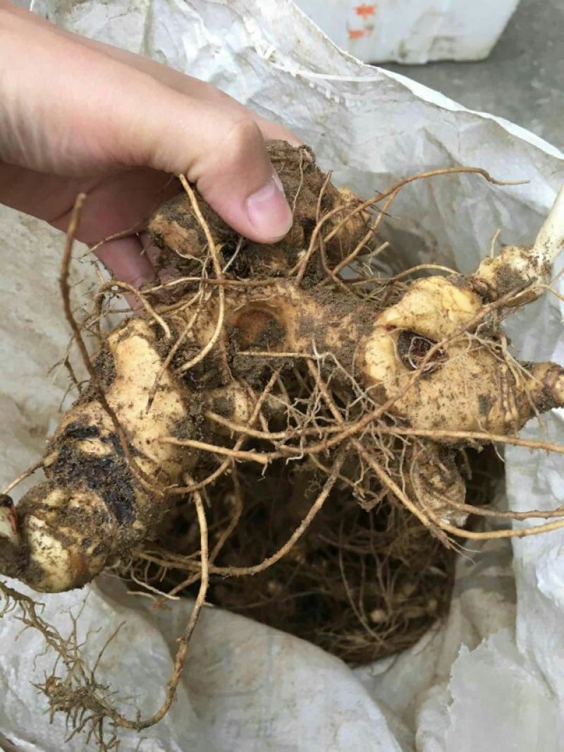 黄精中大货多花九华黄精