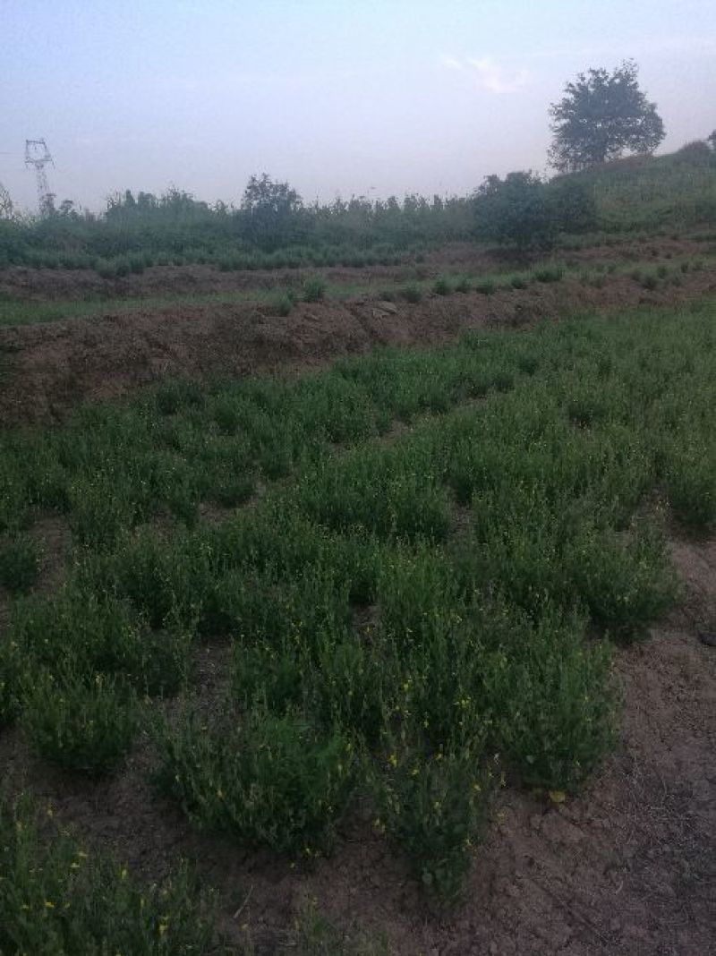 响铃草
