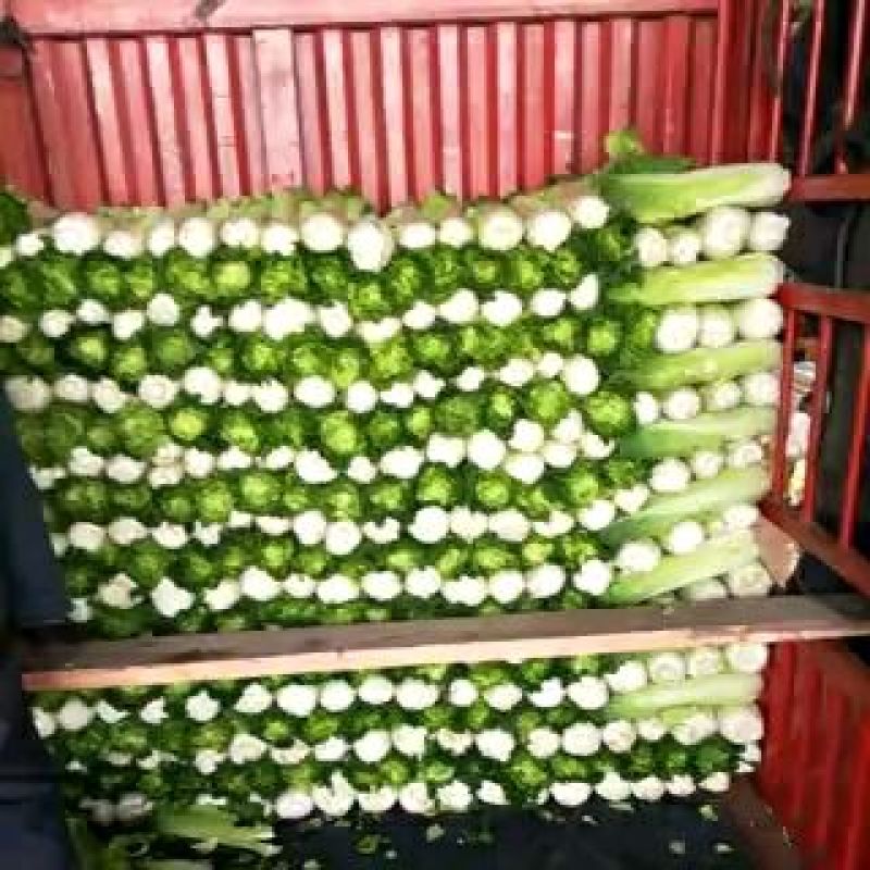 秋绿60白菜净菜，基地，商超，电商无病虫害，