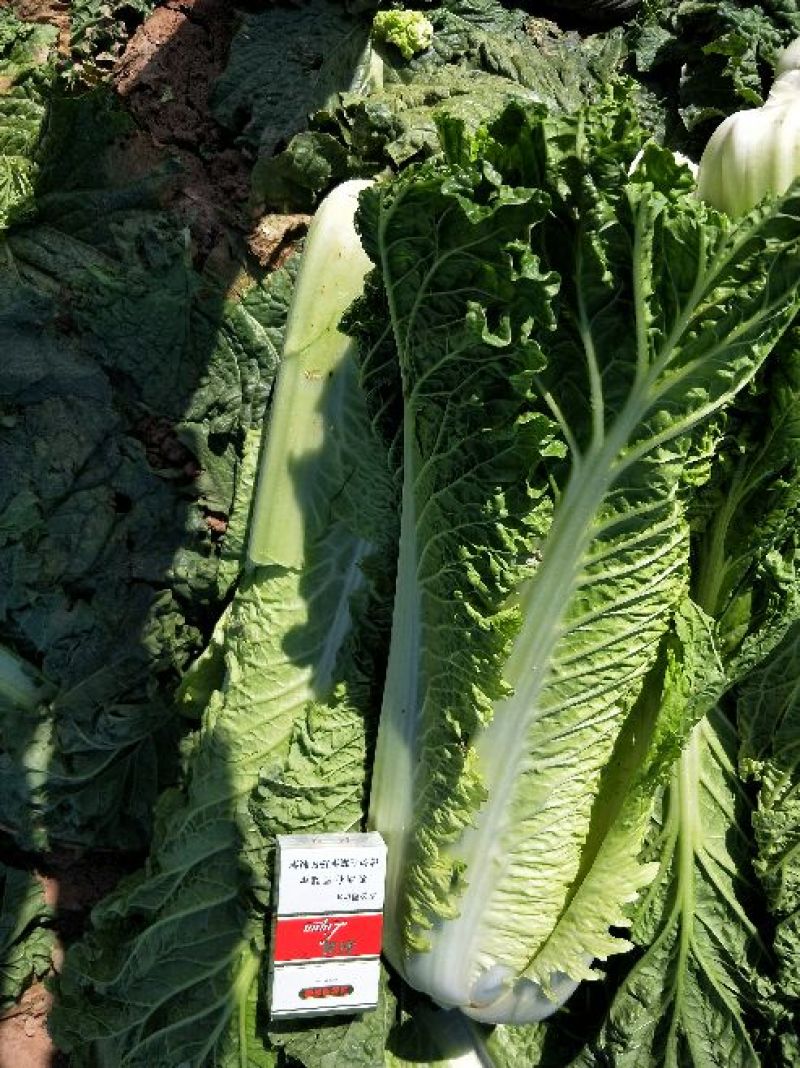 秋绿60白菜净菜，基地，商超，电商无病虫害，