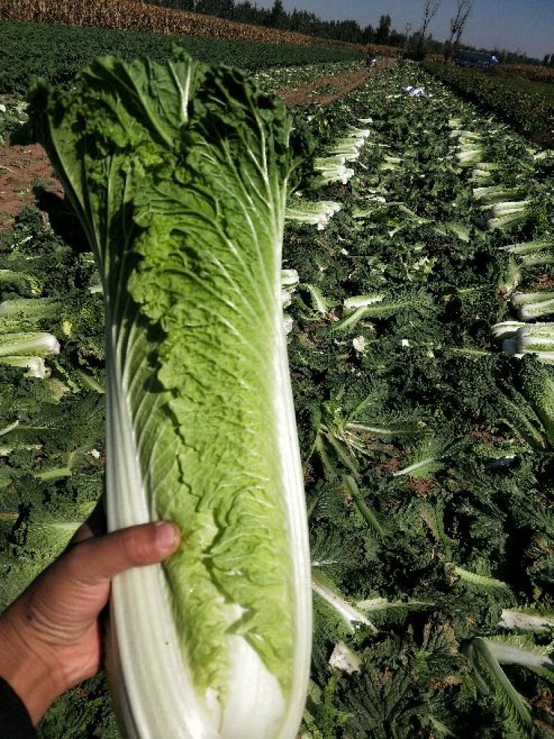 秋绿60白菜净菜，基地，商超，电商无病虫害，