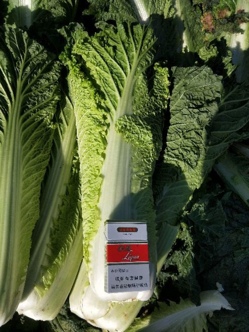 秋绿60白菜净菜，基地，商超，电商无病虫害，