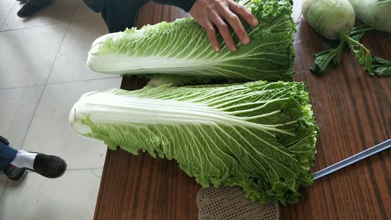 秋绿60白菜净菜，基地，商超，电商无病虫害，
