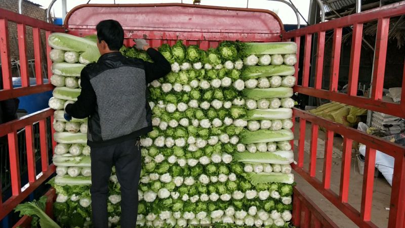 秋绿60白菜净菜，基地，商超，电商无病虫害，