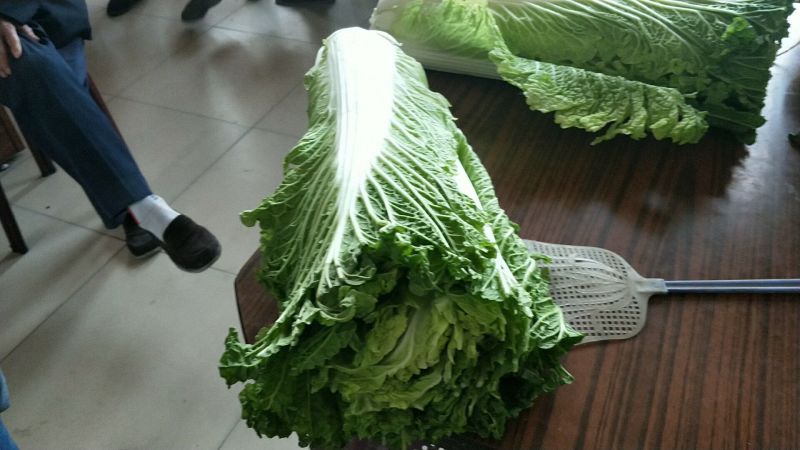 秋绿60白菜净菜，基地，商超，电商无病虫害，