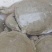 野生甲鱼1.5~2斤