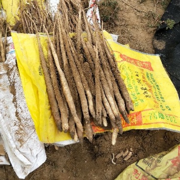 麻山药2~3厘米40~50厘米特级