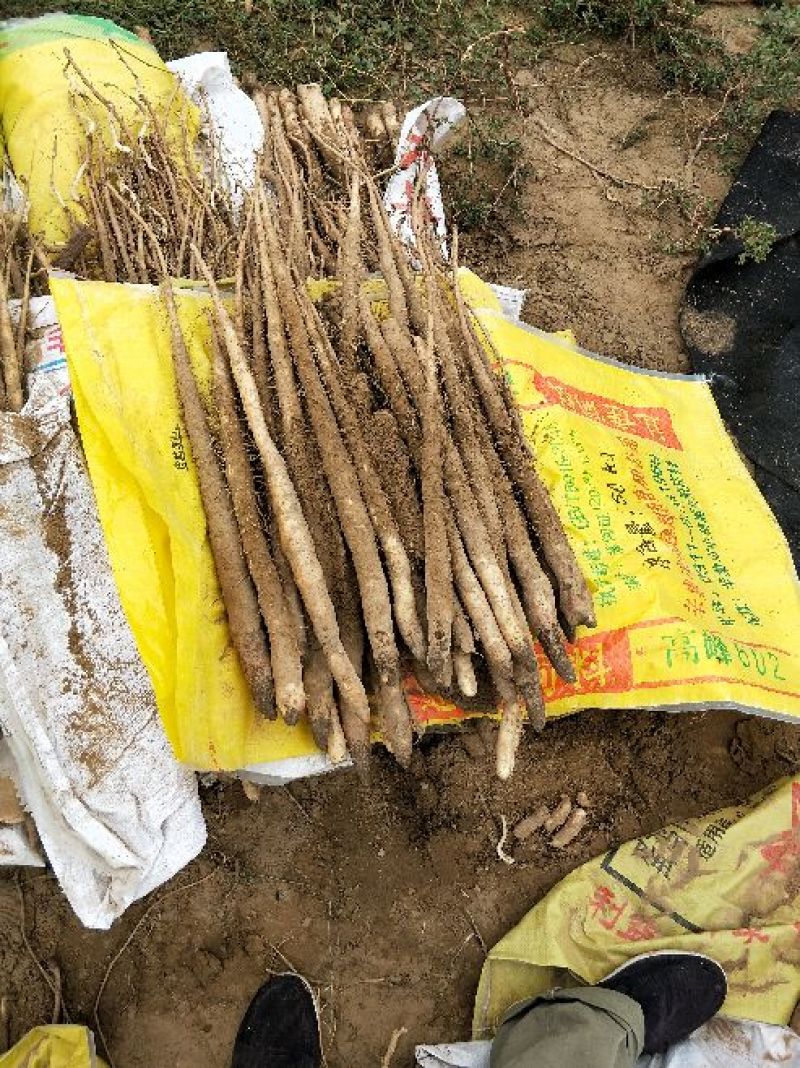 麻山药2~3厘米40~50厘米特级