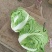 秦白2号白菜4~6斤净菜，合作社基地，商超电商无病害