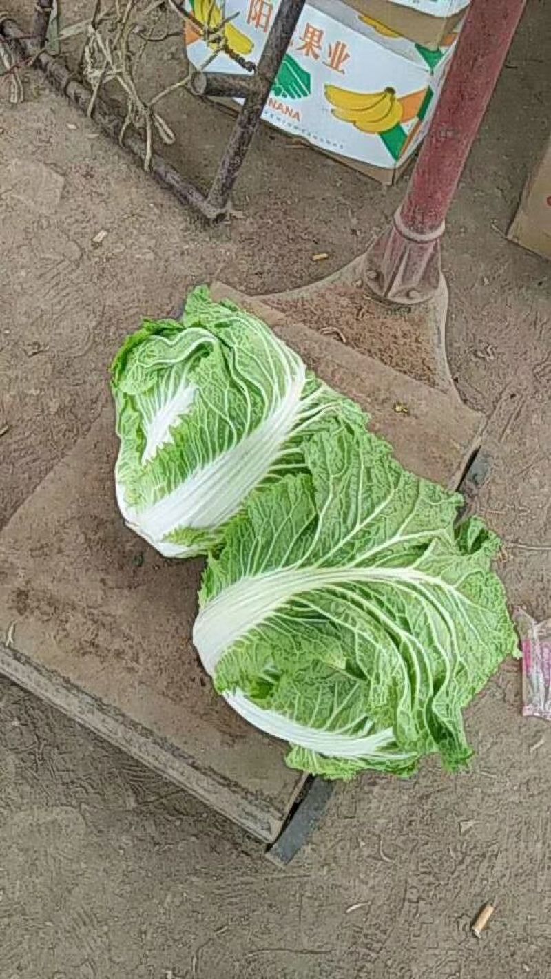 秦白2号白菜4~6斤净菜，合作社基地，商超电商无病害