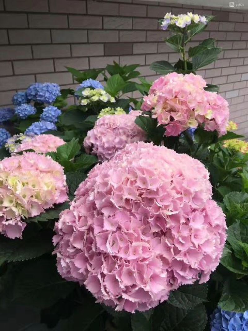 月季苗10~20cm