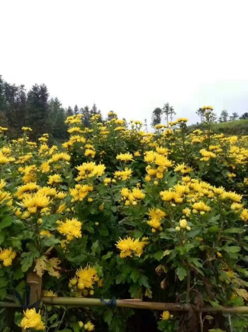 金丝皇菊茶特级