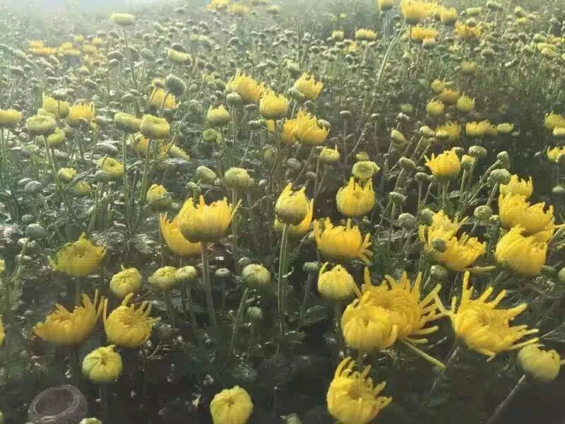 金丝皇菊茶特级