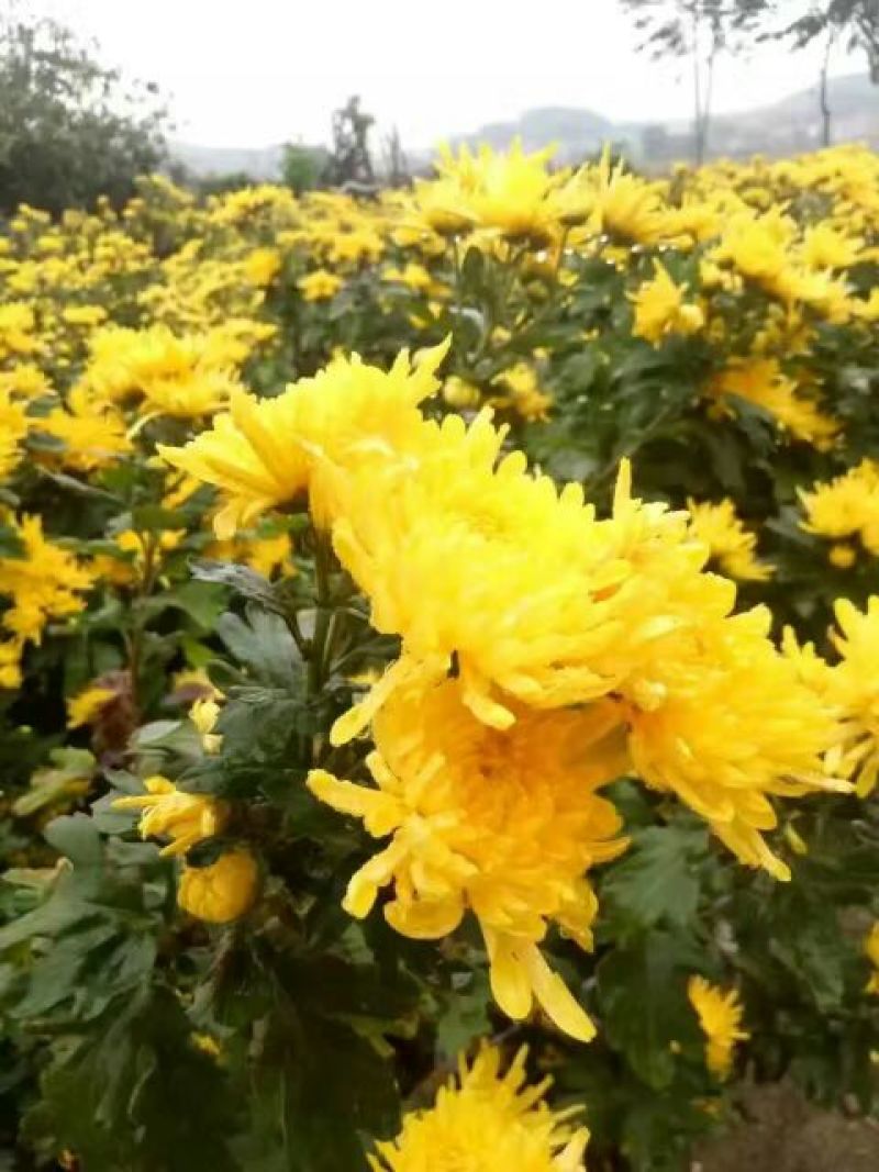 金丝皇菊茶特级