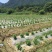 金丝皇菊茶特级