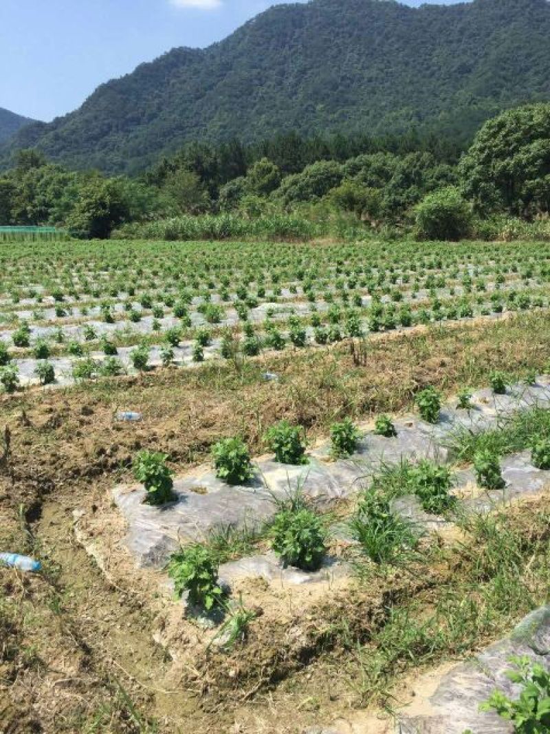 金丝皇菊茶特级