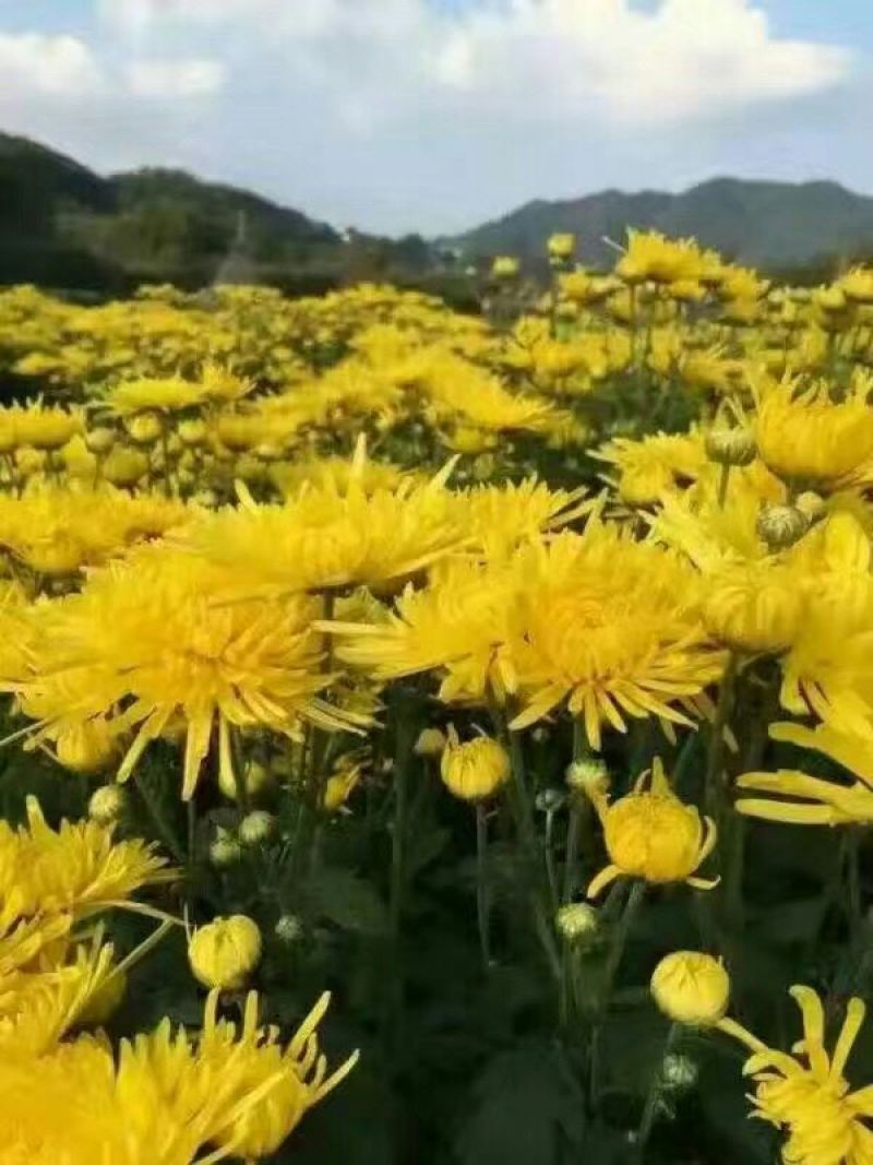 金丝皇菊茶特级