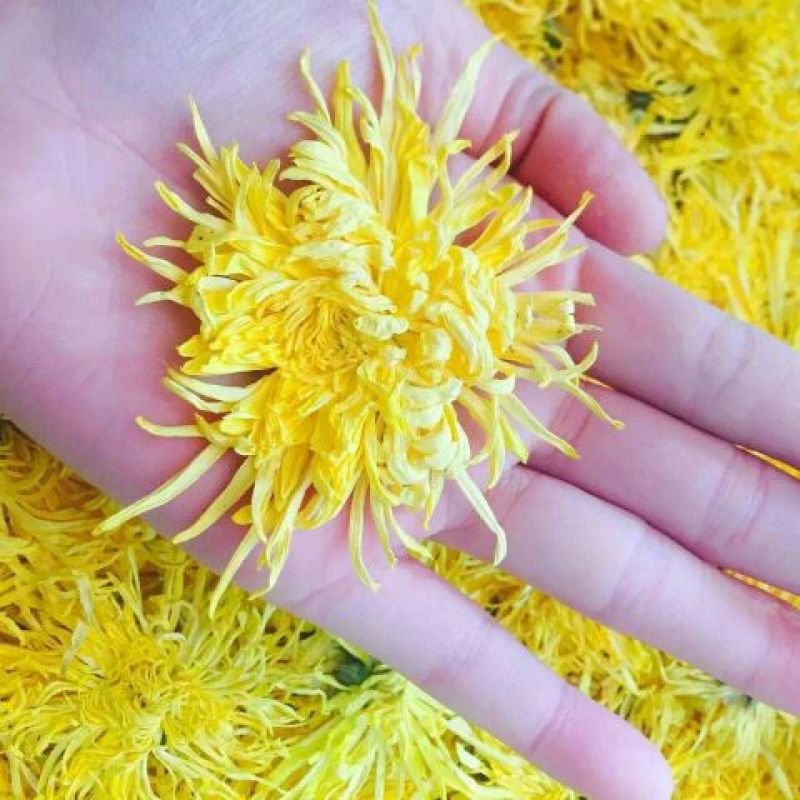 金丝皇菊茶特级