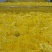 金丝皇菊茶特级