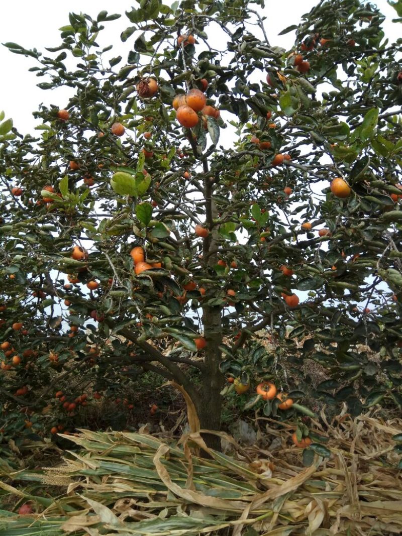 造型树