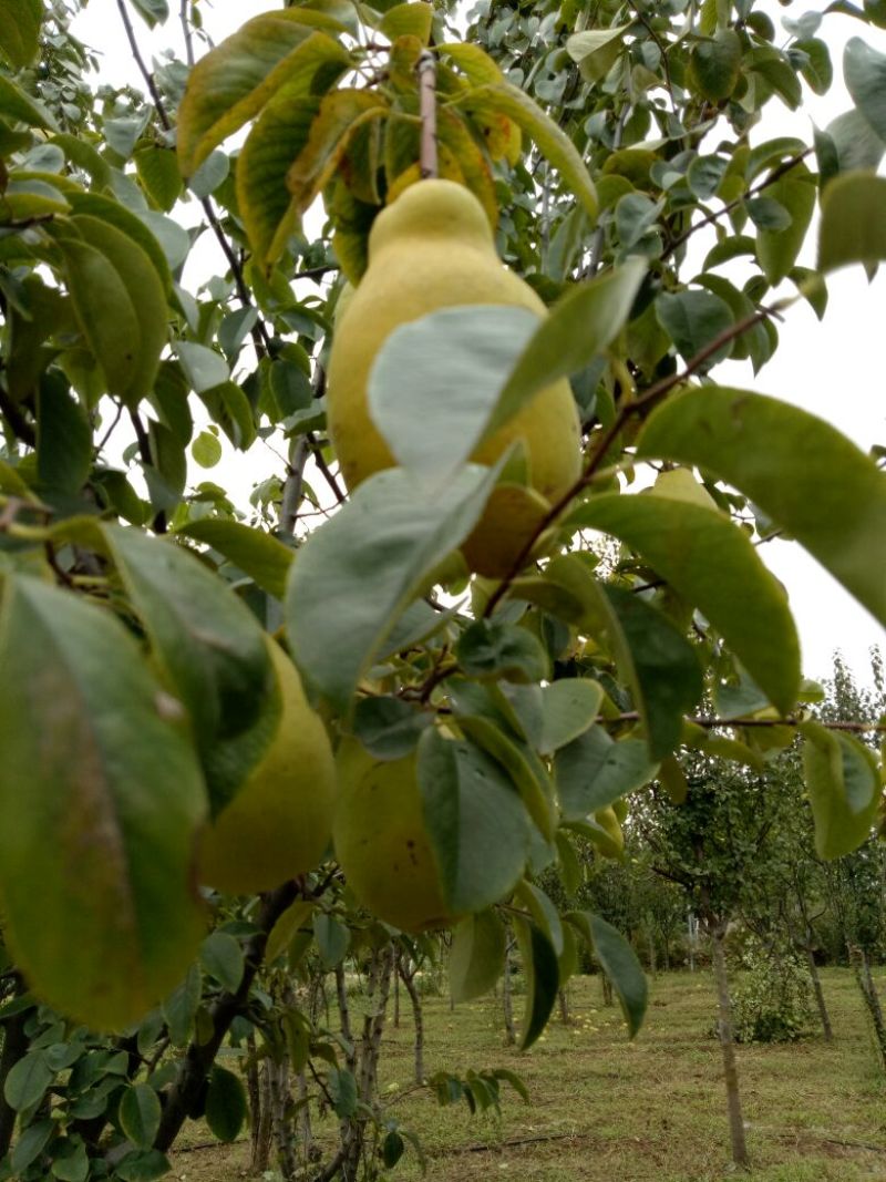 木瓜树8公分