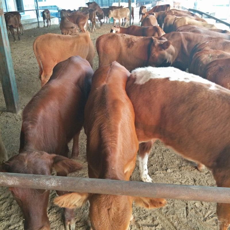 牛犊200~300kg