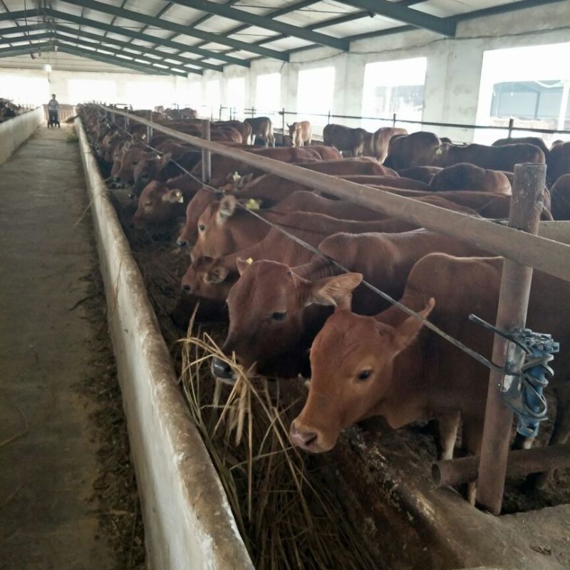 牛犊200~300kg