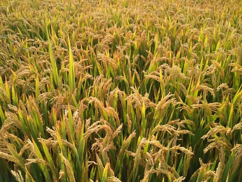 小站稻谷，100万亩，新产，长粒圆粒量大，价格合适