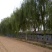 映山红树桩15~20cm