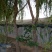 映山红树桩15~20cm