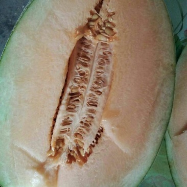 精品西州蜜瓜5斤以上椭圆形一手货源质量保证