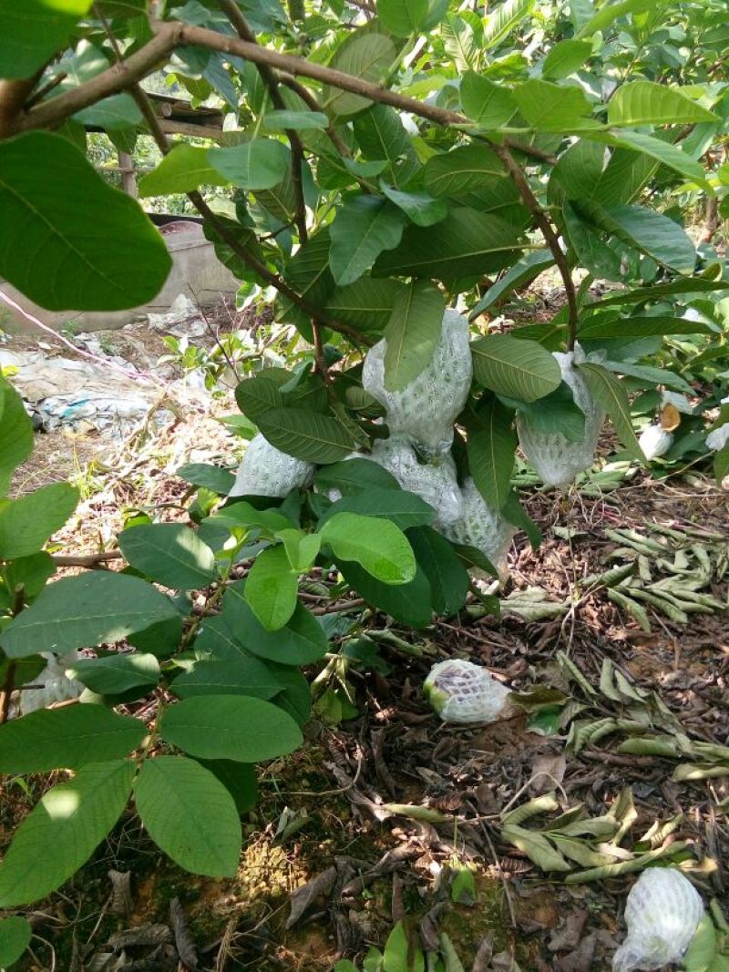 珍珠番石榴30~40mm白心