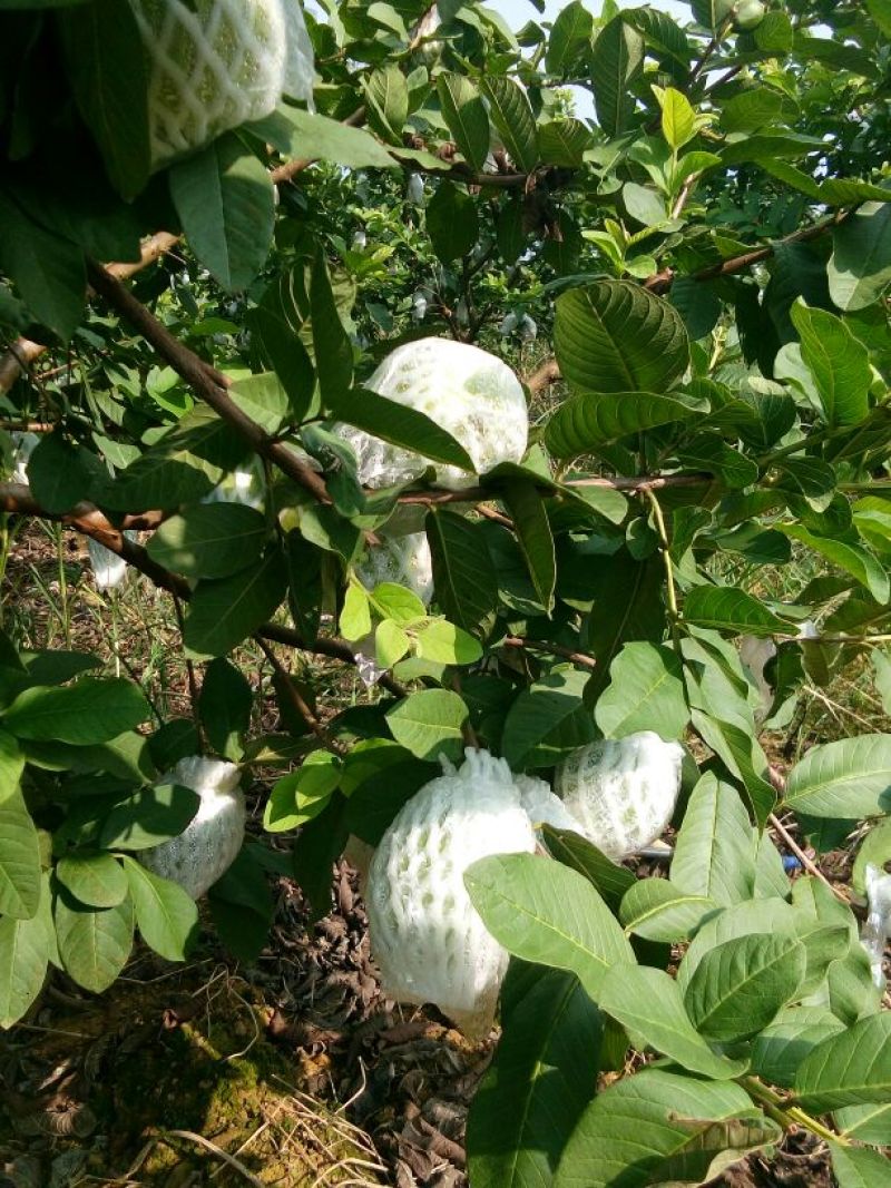 珍珠番石榴30~40mm白心