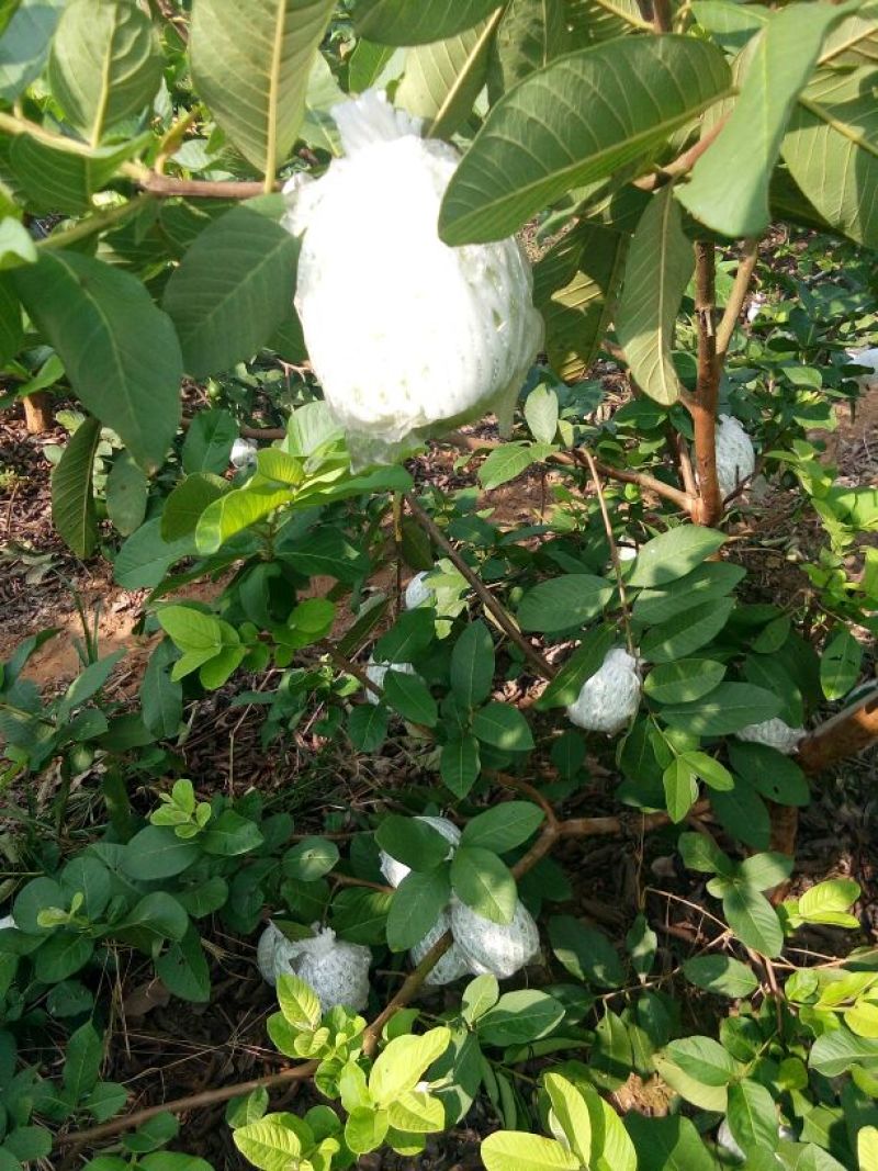珍珠番石榴30~40mm白心