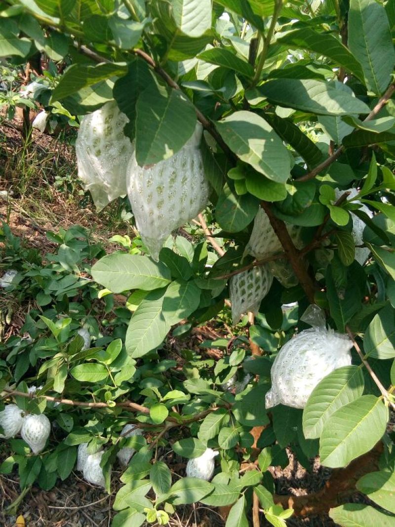 珍珠番石榴30~40mm白心