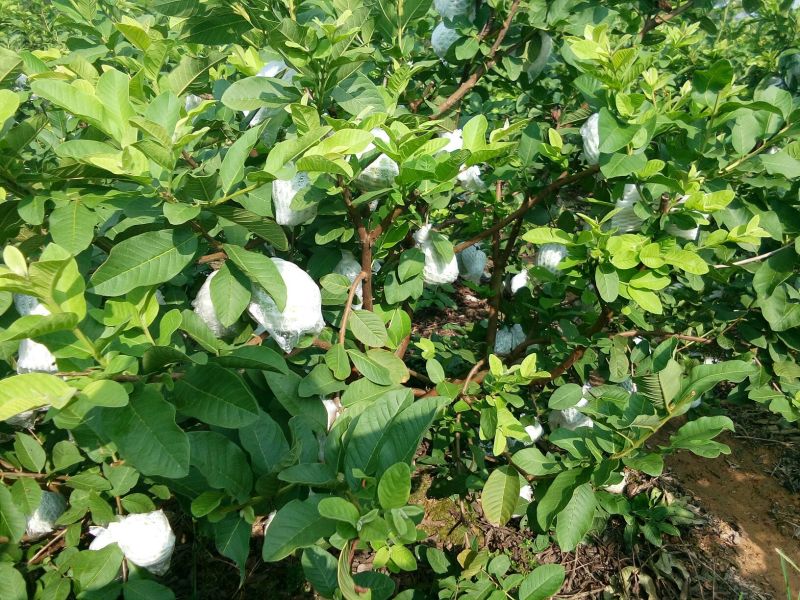 珍珠番石榴30~40mm白心