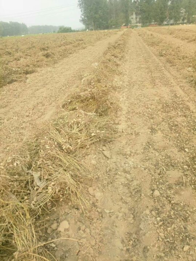 压榨花生油冷榨花生油20斤装