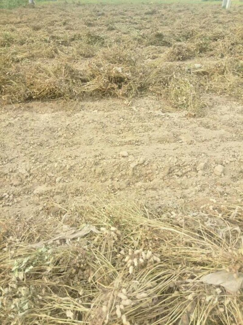 压榨花生油冷榨花生油20斤装