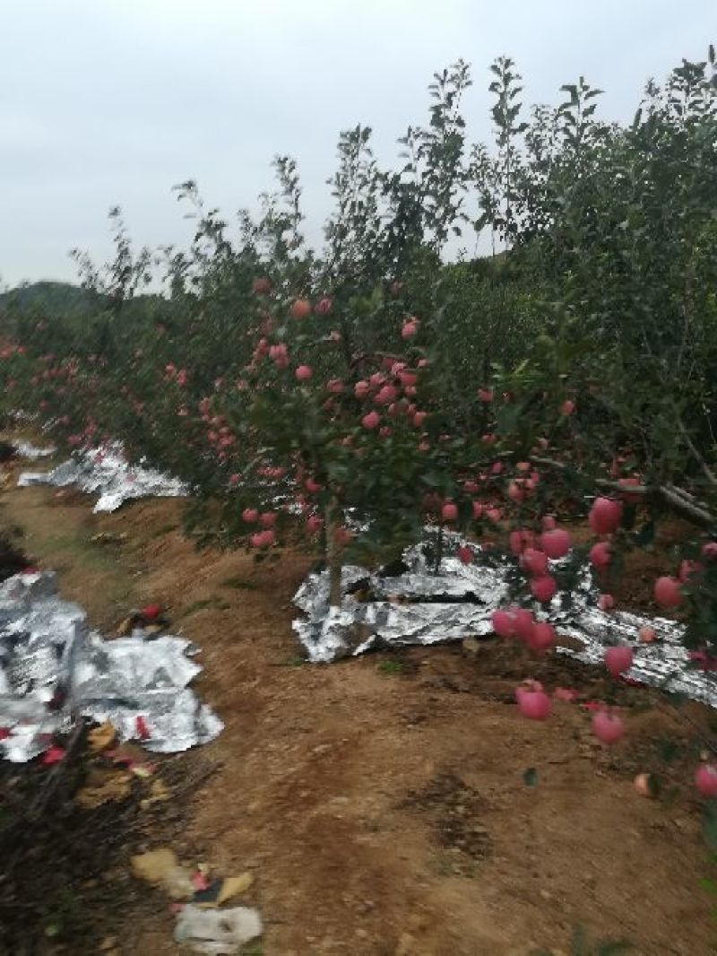 苹果80mm以上纸袋