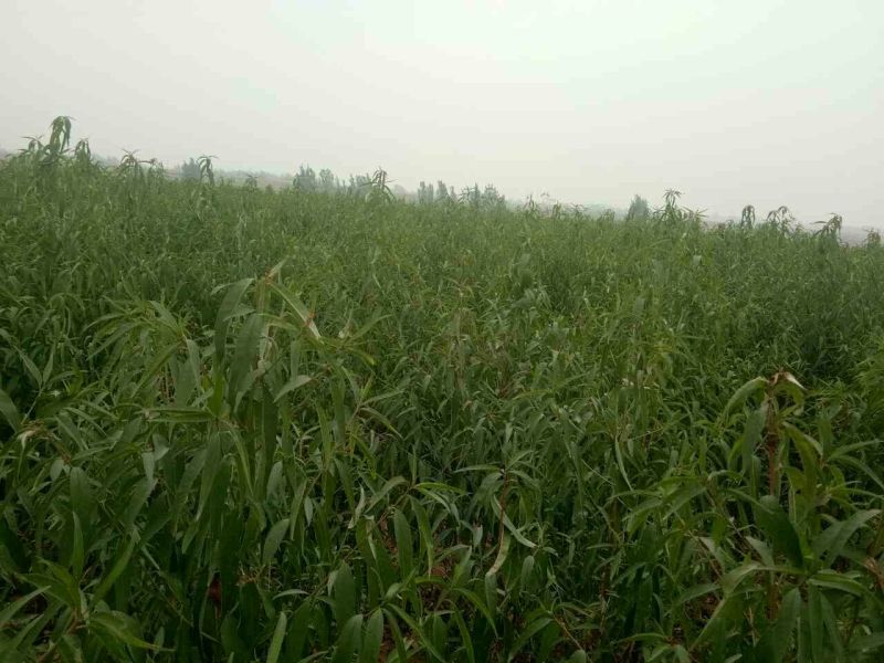 桃树嫁接苗，品种苗，毛桃苗，占地苗，规格一年苗，二年苗