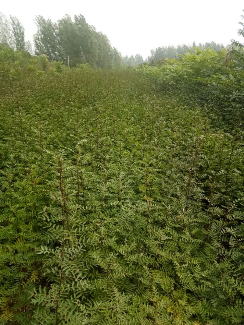 桃树嫁接苗，品种苗，毛桃苗，占地苗，规格一年苗，二年苗