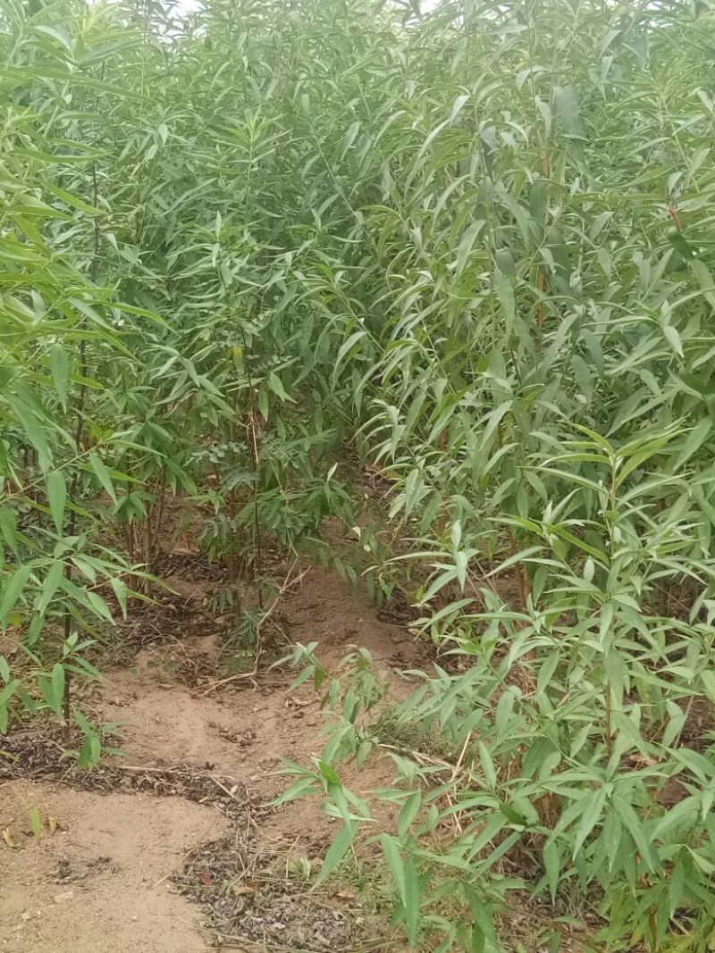 桃树嫁接苗，品种苗，毛桃苗，占地苗，规格一年苗，二年苗