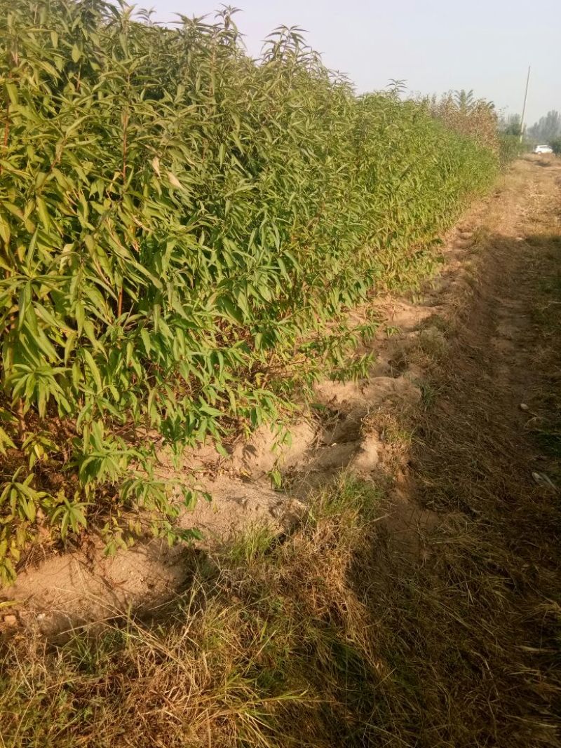 桃树嫁接苗，品种苗，毛桃苗，占地苗，规格一年苗，二年苗