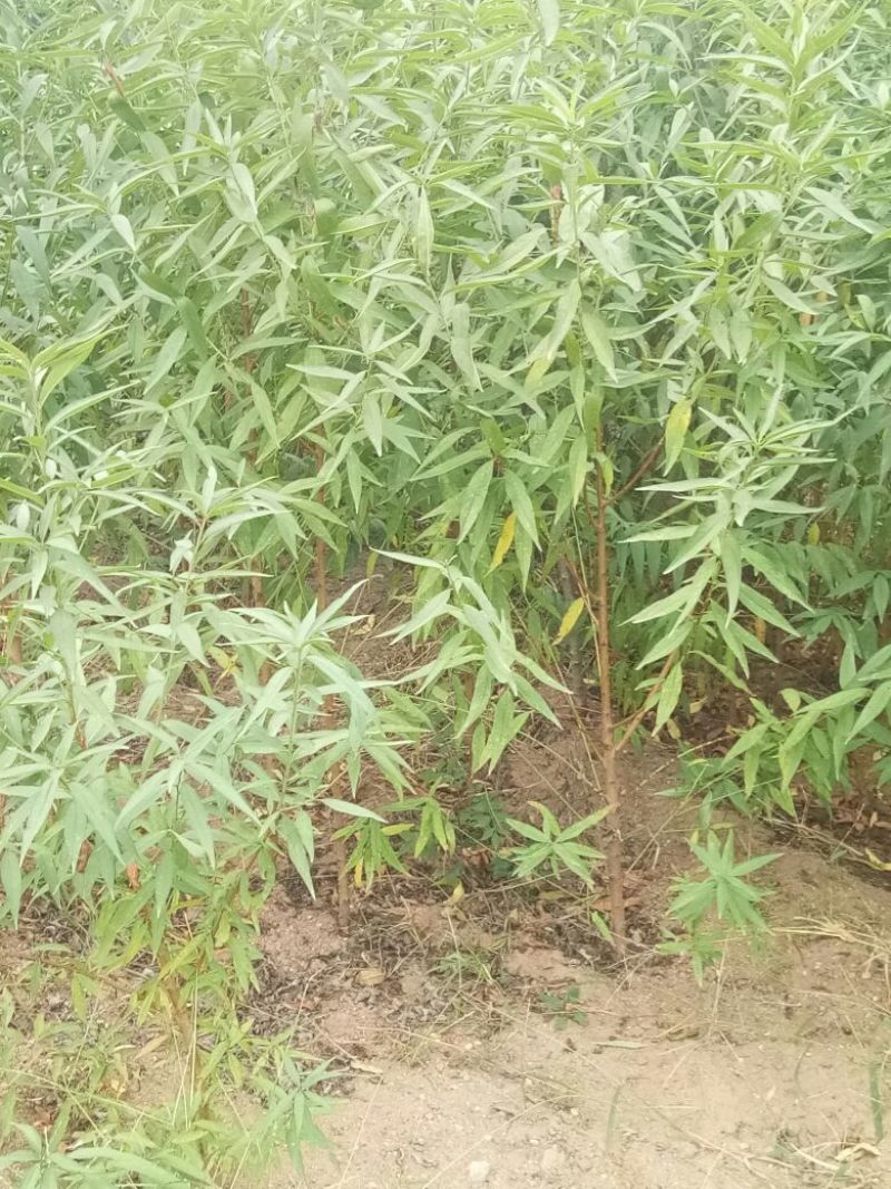 桃树嫁接苗，品种苗，毛桃苗，占地苗，规格一年苗，二年苗