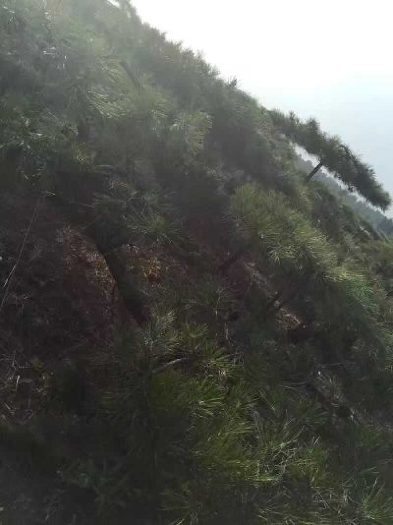 造型松10公分