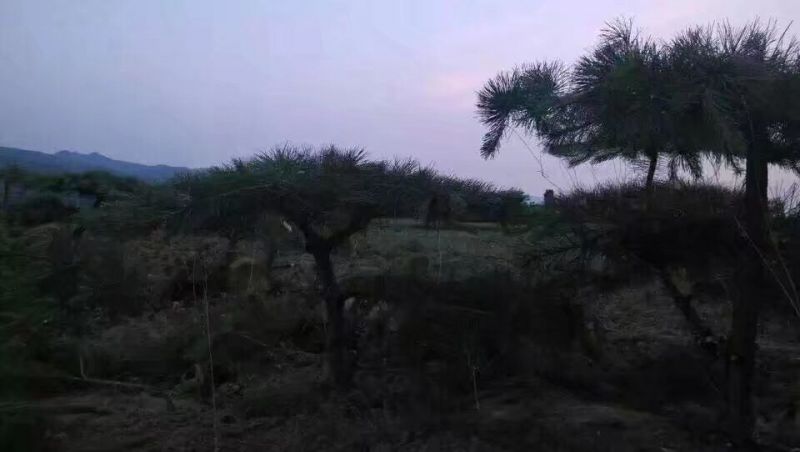 造型松10公分