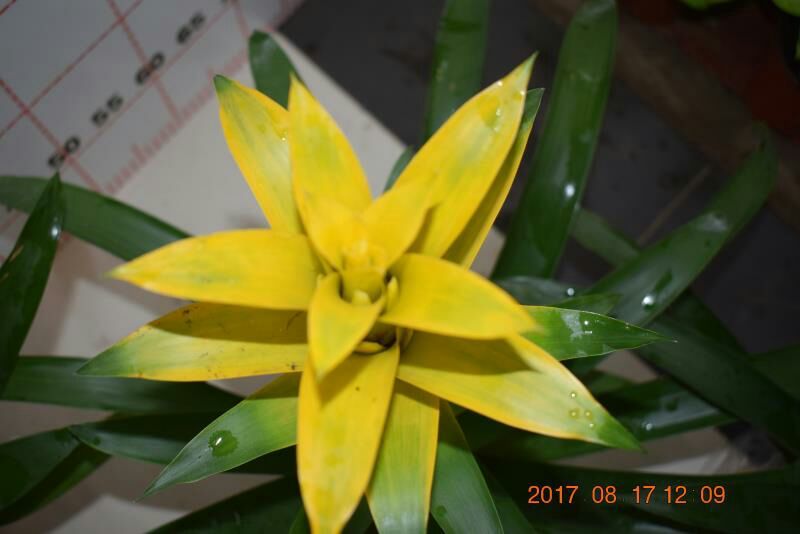 平头红凤梨三星，红黄紫