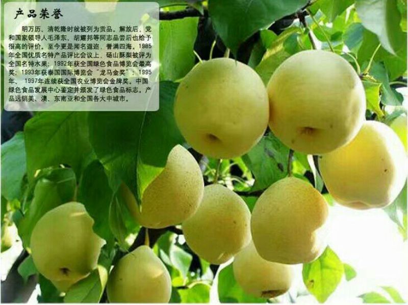 砀山梨筐装250~300g（含有糖份，矿物质）