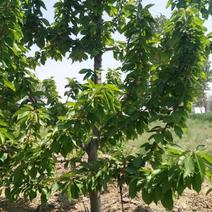 梨树16~18cm3.5~4米